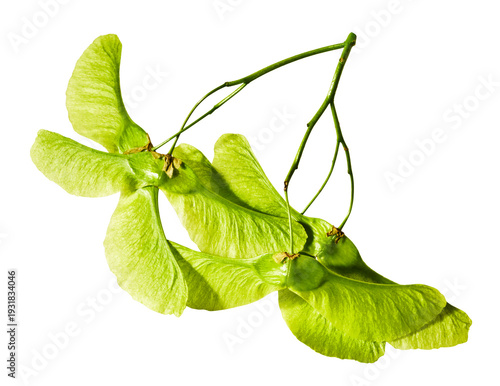 Photos Fresh green maple tree seeds or samaras flying in the air isolated on a white background