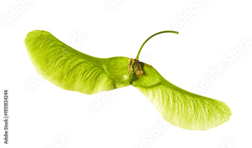 Fresh green maple tree seeds or samaras flying in the air isolated on a white background. Minimalist nature levitation concept with floating spring seeds.