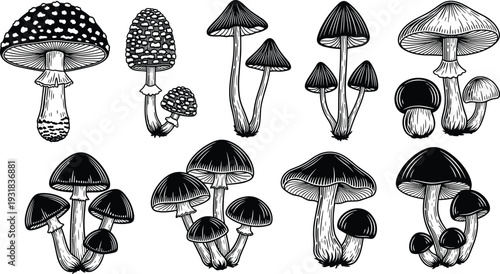 Hand drawn mushroom vector illustration set, vintage engraved botanical fungi collection, black and white detailed forest toadstool sketch isolated on white background
