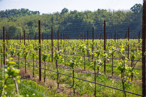 Wallpaper Mural Symmetrical Rows of Young Grapevines in a Spring Vineyard Torontodigital.ca