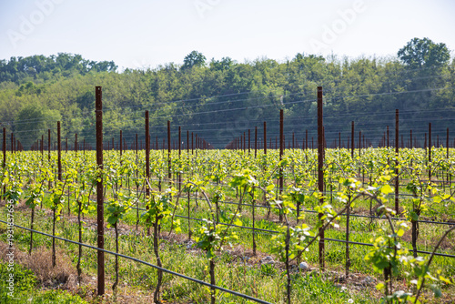 Wallpaper Mural Symmetrical Rows of Young Grapevines in a Spring Vineyard Torontodigital.ca