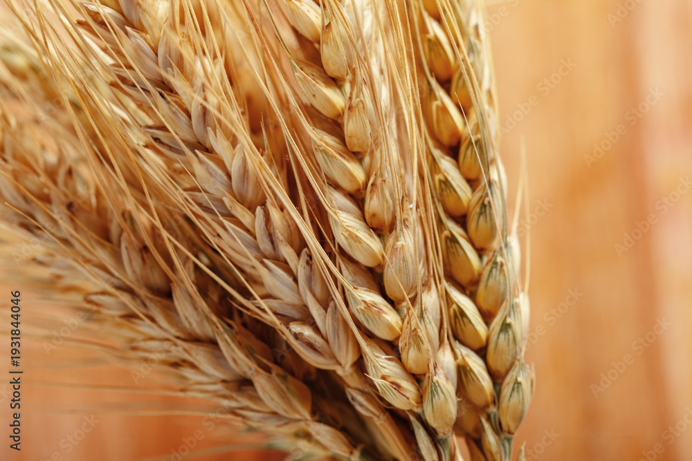 Obraz premium Golden wheat stalks close up in a rustic setting during the harvest season