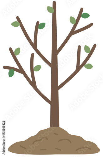 흙에 심어져 있는 작은 나무 묘목