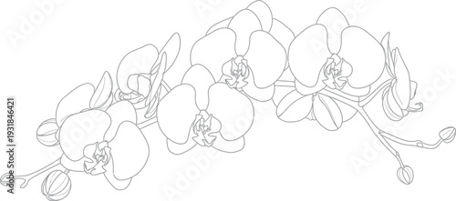 Beautiful black and white line art drawing of a blooming phalaenopsis orchid flower