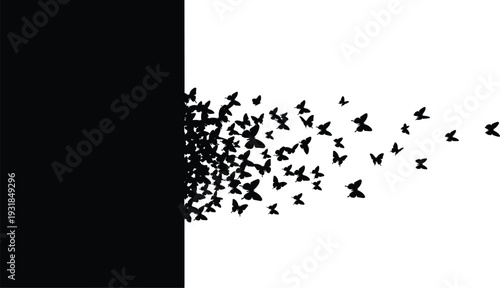 Black butterflies flying out from black and white background flying butterflies silhouette