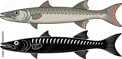 Barracuda fish silhouette & Outline and illustration set isolated on transparent background