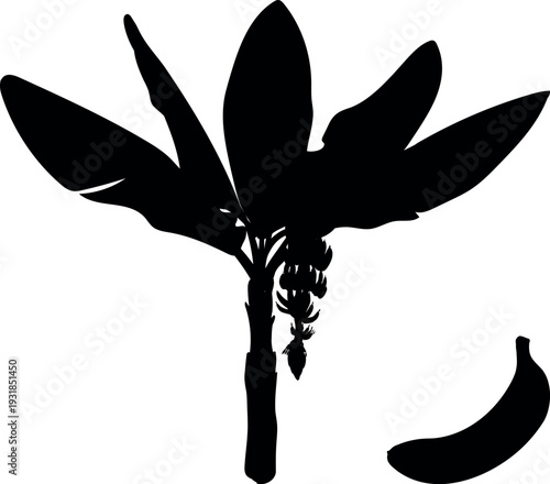 Black silhouette of banana palm with banana fruit on white background