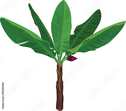 Blooming banana palm on white background