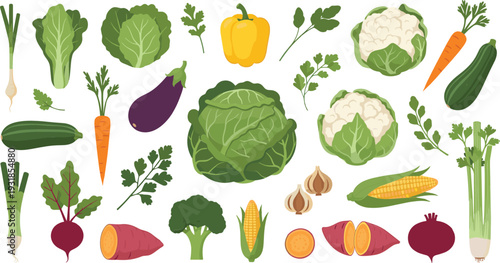 Fresh Vegetables Collection with Cabbage Cauliflower Carrot Eggplant Corn and Organic Farm Produce Vector Illustration