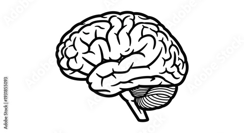 A detailed illustration of a human brain showcasing its complex structure and folds in stark black silhouette high quality professional modern
