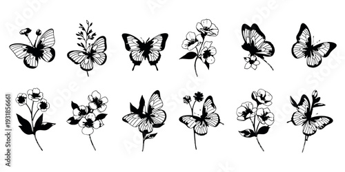 Butterflies and flowers illustration