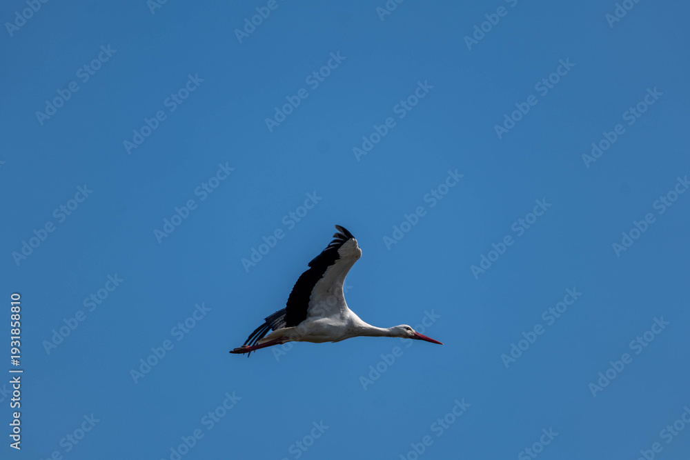 Fototapeta premium seagull in flight