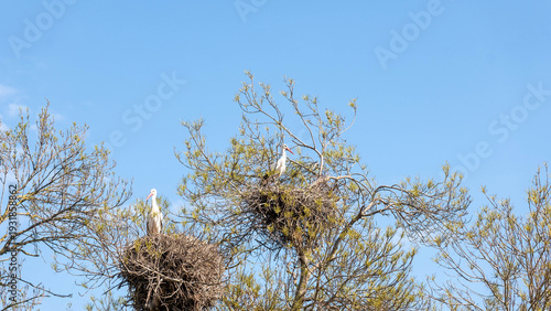 Bild auf Leinwand tree in the wind