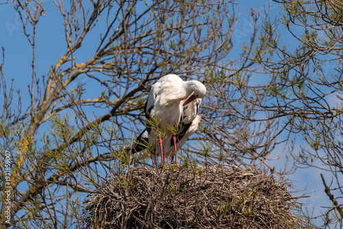 stork in the nest