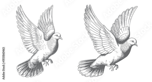 Flying dove engraving illustration bird in vintage ink line art style. Vintage dove line art drawing.