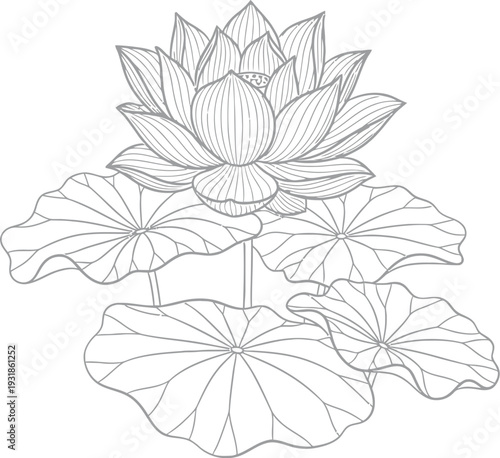 Detailed black and white line art drawing of a blooming lotus flower with pads