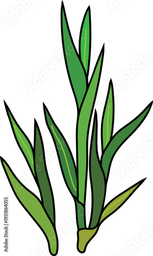 Young sugarcane (Saccharum officinarum) isolated on white background	