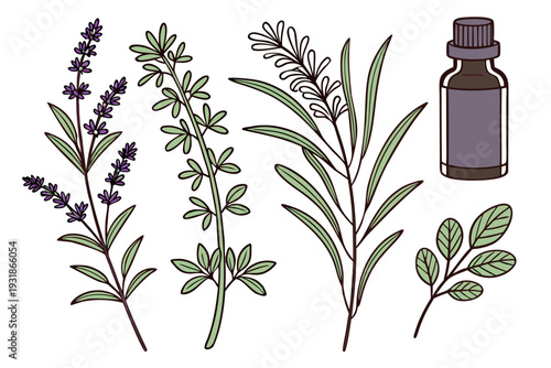 A vector illustration of various herbal plants and a bottle of essential oil on a white background