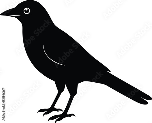Jackdaw Silhouette Vector Art Illustration