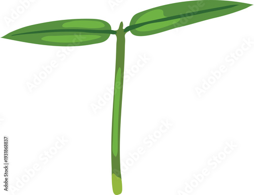 Sprout of plant with two green leaves isolated on white background