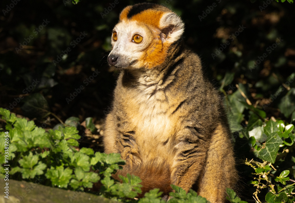 Fototapeta premium Lémur couronné
