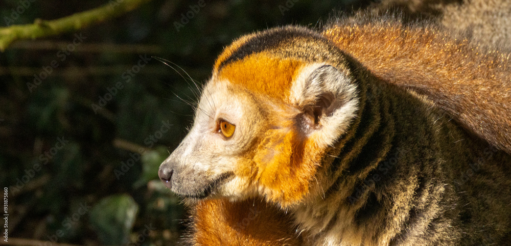 Fototapeta premium Lémur couronné