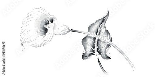 A black and white illustration of a jellyfish and a plant
