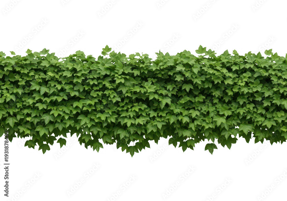Obraz premium Lush green ivy plant covering a surface with dense foliage and vibrant leaves