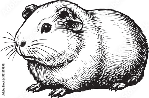 A cute and simple black and white illustration of a sitting guinea pig. Vector, illustration