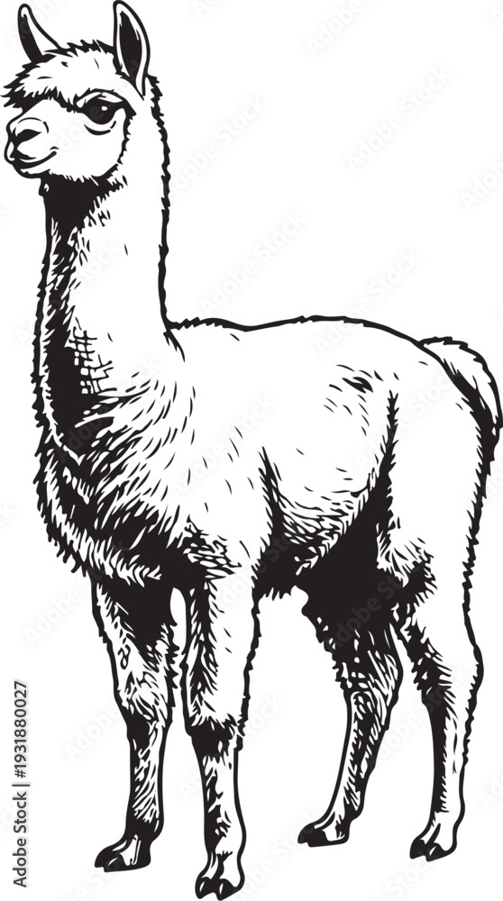 Fototapeta premium A stylized black and white illustration of a standing alpaca with long ears and a thick neck. Vector, illustration