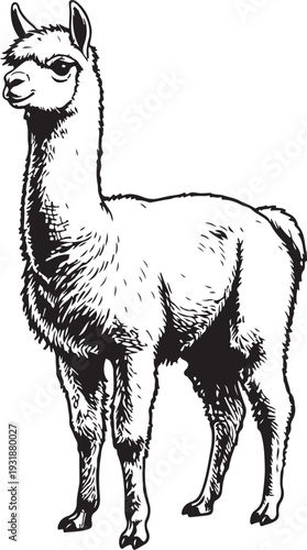 A stylized black and white illustration of a standing alpaca with long ears and a thick neck. Vector, illustration
