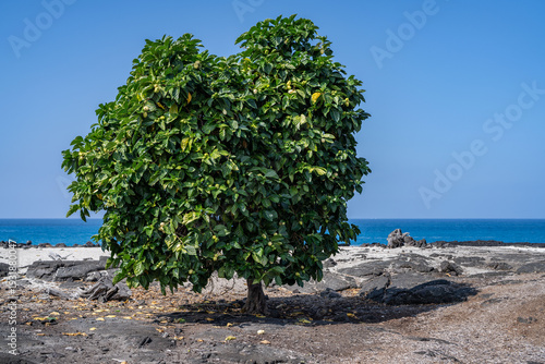 Morinda citrifolia is a fruit-bearing tree in the coffee family Rubiaceae.  great morinda, Indian mulberry, noni. Hokulia Shoreline Park, The Big Island (Hawaiʻi Island).  Tholeiitic basalt Lava flows