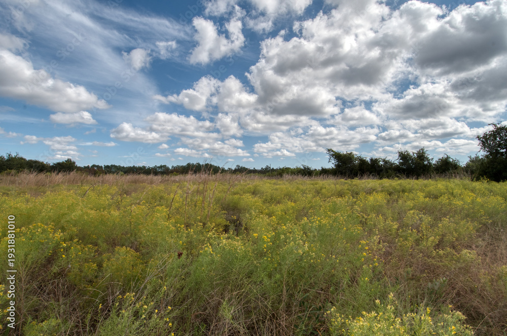 Fototapeta premium field of grass