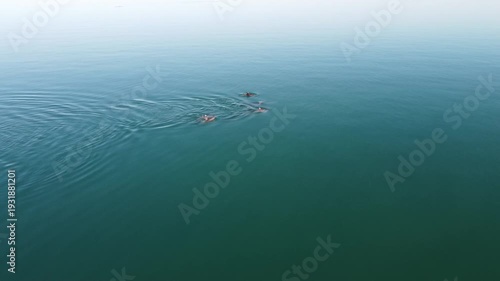 Dolphins surfacing aerial fly over 