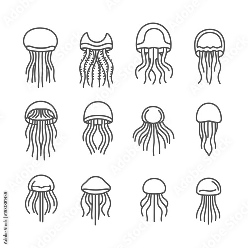 A Set of Twelve Line Drawings of Jellyfish