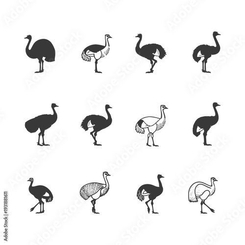 A Set of Twelve Ostrich Silhouettes in Different Poses