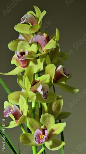 Yellow flowers of Cymbidium orchid. Slow rotation