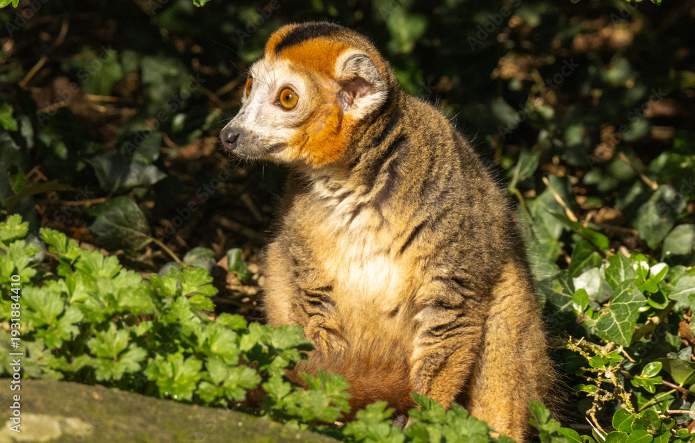 Obraz premium Lémur couronné