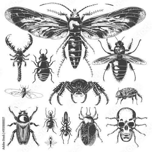 Collection of Detailed Insect Illustrations in Black and White