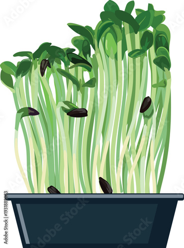 Fresh sunflower microgreens in a gray tray on a white background, isolated on white background.