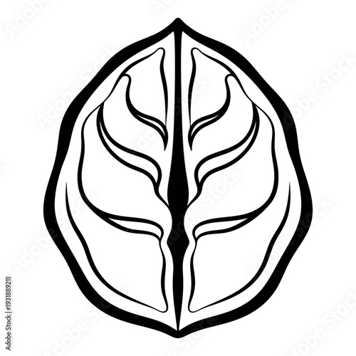 Walnut seed vector line icon for organic healthy food and agriculture nature design