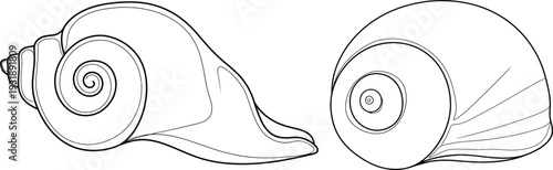 A sketch of two empty seashells side by side