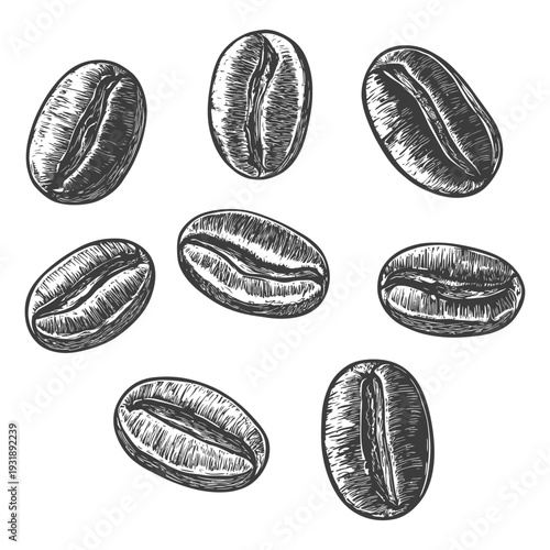 Hand-drawn Illustration of Coffee Beans in Black and White
