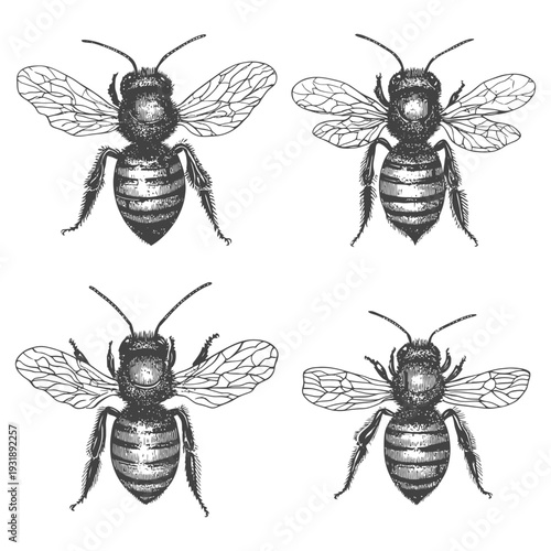 Hand-Drawn Illustration of Four Bees in Different Poses