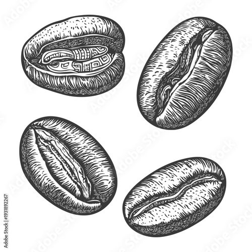 Hand Drawn Illustration of Roasted Coffee Beans