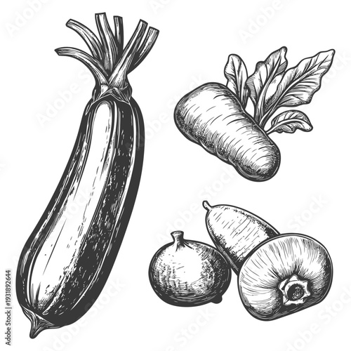 Hand-Drawn Illustration of Zucchini, Turnip, and Pears