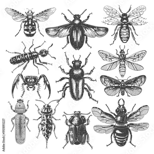 Hand-drawn Illustrations of Various Insects