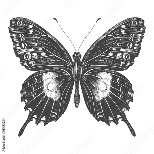 Hand-Drawn Monochromatic Illustration of a Butterfly