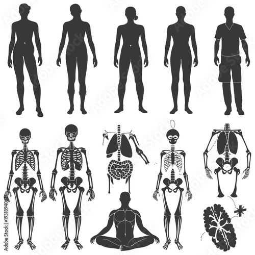 Human Body Anatomy with Silhouettes and Skeleton Representations