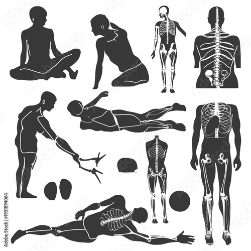 Human body silhouettes with skeletal and muscular structures